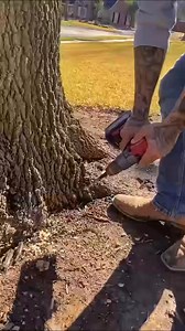 99K views · 236 reactions | This comes with tree work #squirrel #treeservice #trees | Janny Tree | Facebook