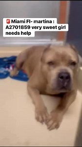 35K views · 3.4K reactions | MIAMI FL7/8 URGENT SWEET GIRL NEEDS HELP Name: MARTINA #A2701859Gender: FemaleBreed: BulldogAnimal type: DogAge: 4 years oldBrought to the shelter: 2025.06.19Located at: Miami-Dade Animal Services‼️Miami Dade Animal ServiceAble to foster ? Please email with animal ID NUMBER asdfoster@miamidade.gov 3599 NW 79th Avenue, Doral, Florida 33122Call (305) 884-1101 or email adoptmiamipets@miamidade.gov | Urgent Dogs and Cats of Miami | Facebook