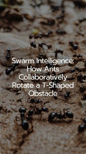 Factually Interesting on Instagram: "Swarm Intelligence: How Ants Collaboratively Rotate a T-Shaped Obstacle Remarkable example of swarm intelligence and collaborative problem-solving by a colony of ants. The ants perform a smart maneuver to move a large, T-shaped obstacle that is blocking a narrow passage, relying on the decentralized power of the colony operating as a single unit. The object is too large to be pushed straight through, requiring ingenuity. This is an emergent behavior of swarm 