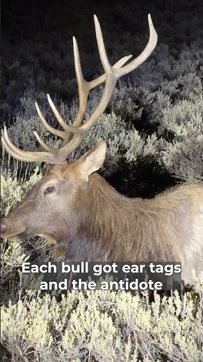 Two Bulls Fighting For Their Lives.