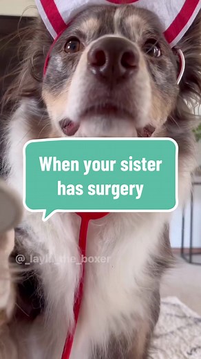 I figured today would be a good day to repost this skit from February since Layla had surgery this morning for her MCT ❤️ She did really well! She was awake an hour later and is resting cuddled up with Luna now. We are having a biopsy and blood work done and will have results on whether there is residual cancer cells anywhere on or in her in a week or two. Thank you all SO incredibly much for the overwhelming influx of sweet comments, messages, and prayers for Layla during this scary process. If