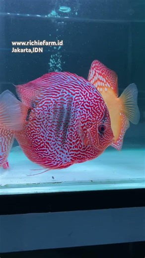 Discus Lss Leopard snakeskin😍😍