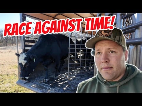 Racing the Cold to Move Our Cows!