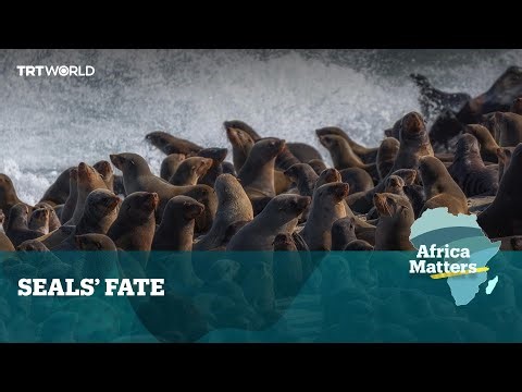 Africa Matters: Conservationists save Namibia's seals