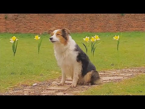 Big Barn Farm: Old Pop (14)