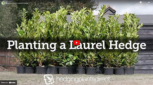 How to plant a Laurel Hedge - A Complete Guide - Hedging Plants Direct