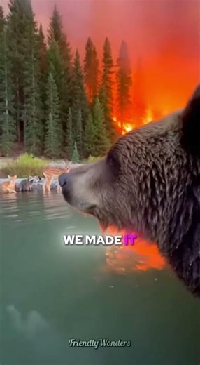 Bear Forced My Door Open... Then Led Me to Animals Trapped in Forest Fire 🐻🔥#shorts