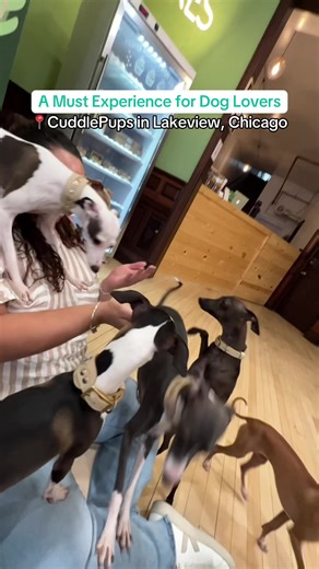 Dog Therapy Sessions with Italian Greyhounds in Chicago