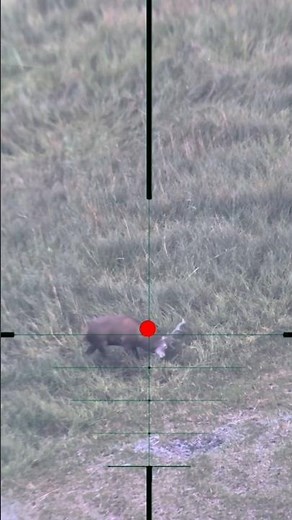 Deer Shooting | Caccia al cervo | Caza de ciervos