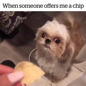 Scruffy Swanks on Reels