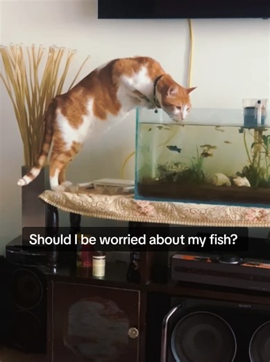 Understanding Live Bearer Fish Care