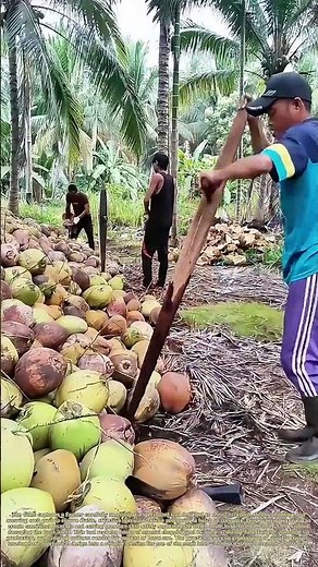 Assembling a Husking Tool: How Simple Setup Streamlines Coconut Shell Removal