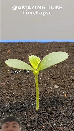 ロックメロンの種まきから発芽・成長まで｜タイムラプス #タイムラプス #植物 #timelapse #plants #花 #ひまわり #果物 #種 #garden #flowers #fruits