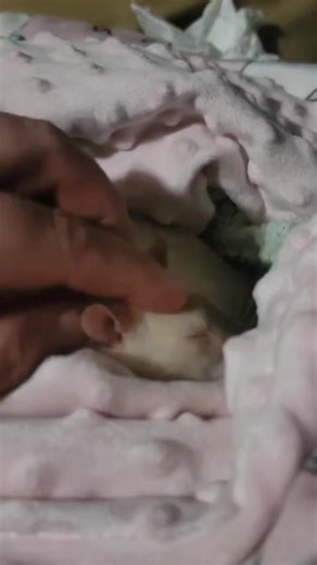 Did you know rats do this weird thing called boggling when they're happy? At about 17 seconds Nicholas boggles the best boggle I have ever caught on video. | The Pipsqueakery