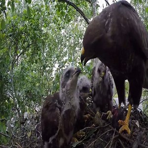 9.2K views · 316 reactions | Urban Buzzard nest | Border Birds | Facebook