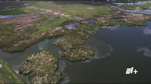 Lago de Texcoco Renace: Flora y Fauna Retoman Su Lugar en Este Espacio Natural