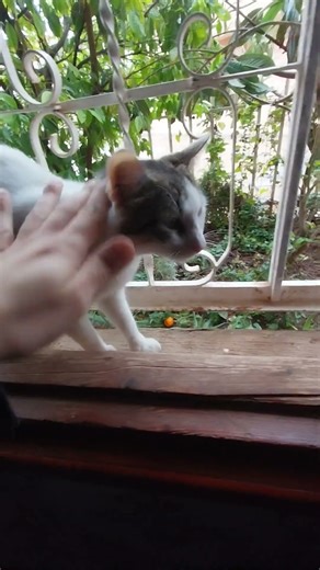 Lovely Cat Needs Affection #cat #cats