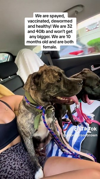 Find Nica and Lucia Their Forever Homes Today!