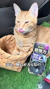 スコッチ® 超強力両面テープ プレミアゴールド 自動車内装用 ちゃんじろー夫婦 60秒 ver.2