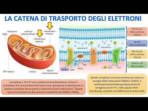 CELLULAR RESPIRATION - The electron transport chain