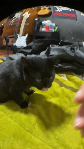 56K views · 39K reactions | Bueno, soy el favorito  #fyp #instagood #instagram #lol #cats #gato #fashion #fun #explore #cute #artist #amazing #adventure #india #igers #inspiration #viralvideos #viralvideo #vscocam #vlod #vsco #vintage | Frijol y Yo | Facebook