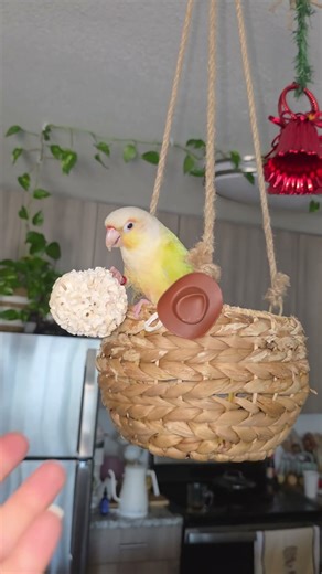 Sassy bird #MoonCheekConure #GreenCheekConure #Conure #PetParrot #Parrot #CuteBird