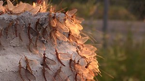 Mayflies, Shadflies, Bugs