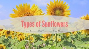 Different Types of Sunflowers Varieties (With Photo) - Natgeos