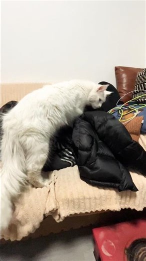 小主人病了，它在担心他😼😽