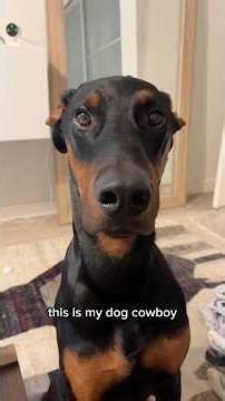This is my Dog Cowboy’s Daily Routine ❤️ #funnydog #doberman #dog