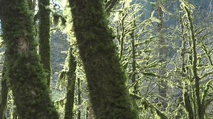 Mossy trees in a mystic forest - Free Stock Video