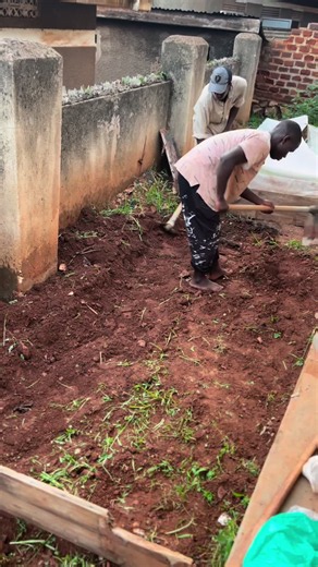Azola Plants in Uganda: Start Your Azola Farming Business