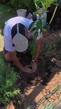 PLANTING A CITRUS TREE #garden #gardening #diy