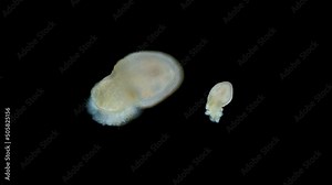 Larva of a worm at Pelagosfera stage under microscope, Sipuncula Phylum. They live in shallow water: in the sand, under rocks, in corals .. Red Sea