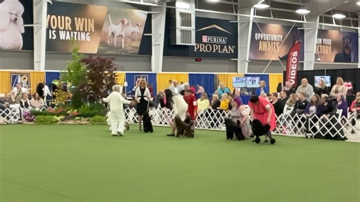 32K views · 328 reactions | Poodle Club of America Minature Winners Dog. | The Canine Chronicle | Facebook