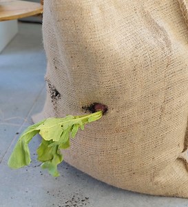 256K views · 1.2K reactions | Interessante HACKEN für die Gartenarbeit, die Sie ausprobieren können! | 5-Minuten Tricks Familie | Facebook