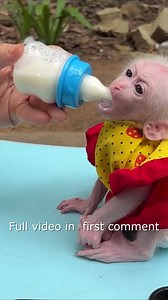 Nastty _ Moody ChiChi Tantrum On Table Anqry Mom _ Milk16 Full video in first Comment ! | Monkey Wild