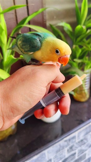🦜 Cute 🥰 smart parrot 🦜
