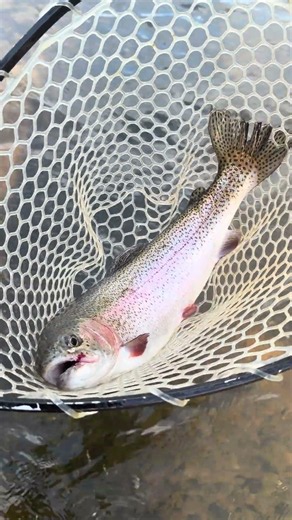 Rainbow Trout Joes fly spinners. #fishing #troutfishing #troutstream #outdoors