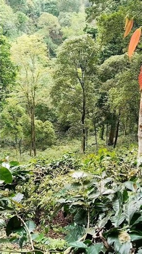 Beautiful green forest #beautifulplace #greenforest #naturalbeauty #peacefulplaces #shorts