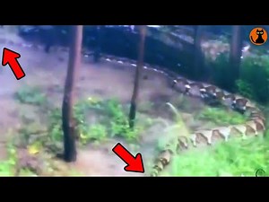 【超巨大】第二弾アジアで目撃された未確認生物UMA８選(ゆっくり解説)#.98