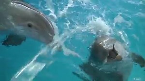 38K views · 6.7K reactions | Cute Alert: Winter and Hope are playing...