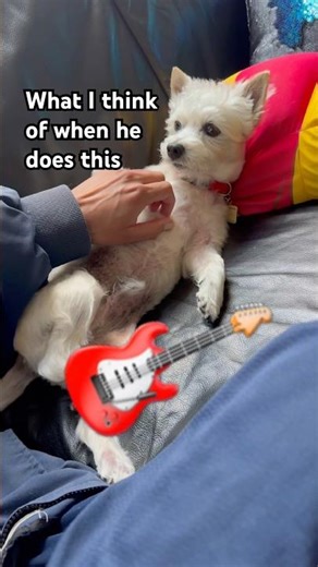 Dog Shakes Leg When His Chest Is Scratched