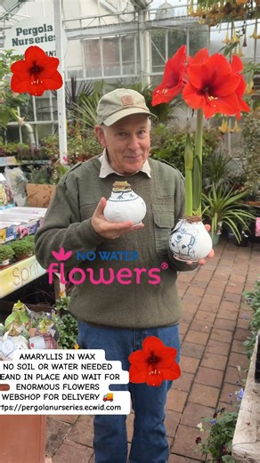 #add WEB-SHOP https://pergolanurseries.ecwid.com AMARYLLIS IN WAX ..NO WATER FLOWERS Enormous bulbs for Enormous Flowers Amaryllis In Wax No Soil Or Water needed stand in place and wait for enormous flowers . Available in WEBSHOP https://pergolanurseries.ecwid.com ALL IRELAND DELIVERY 🚚 32 Counties Pergola Nurseries Garden Corner, Virginia, Co Cavan “A gardeners oasis of quality plants “ Open Tuesday to Saturday 10.3-5 Open Sundays 2-5 #fyp #flowerbulbs #gardenideas #garden | Pergola Nurseries 