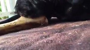 7.4K views · 569 reactions | Gnaw on this this for awhile... | Jack's World | Facebook