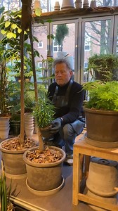 Træt af sukkulenter? Prøv Slørasparges (Asparagus plumosus) og Asparagus falcatus! 🌿 Luftige, frodige planter, der skaber liv og elegance i hjemmet – og de kræver minimal pleje.Slørasparges: Fjerlette blade, elsker indirekte lys og giver en junglefølelse.Asparagus falcatus: Kraftigere blade, robust og perfekt til lyse hjørner.Perfekte alternativer til sukkulenter for et grønnere hjem! 🌱#GrønnePlanter #Planteliv #Stueplanter #AsparagusPlumosus #AsparagusFalcatus #IndretMedPlanter #BotaniskHjem 