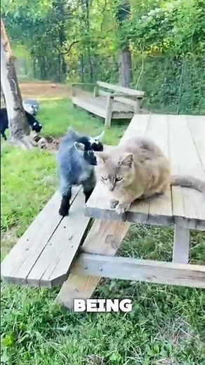These tiny goats are basically dogs in goat form #pygmygoat #cute #pets