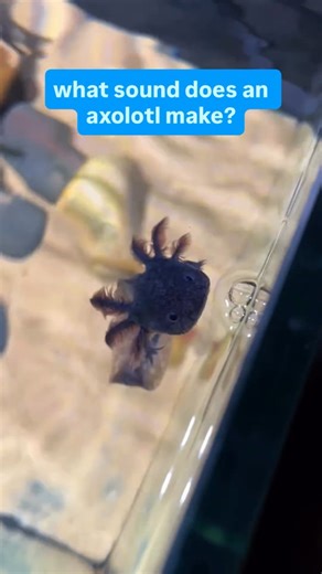 Axolotl Whisper | Credit : @axolotlplanet Despite not having vocal cords, axolotls sometimes make little squeaking noises 🥰 Read more below 👇🏼 🤔 Where The... | Instagram