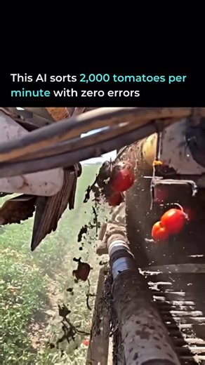 Intalogy™ on Instagram: "Optical sorters scan 2,000 tomatoes per minute using computer vision. Each tomato is analyzed for ripeness, size, and defects in milliseconds. Ripe ones pass through. Damaged fruit gets ejected by robotic arms instantly. Manual sorting: 2 per second. This system: 33 per second with zero errors. California farms run these machines 24/7, processing millions of pounds daily. They don’t replace workers because they’re smarter - they replace them because they never stop, neve