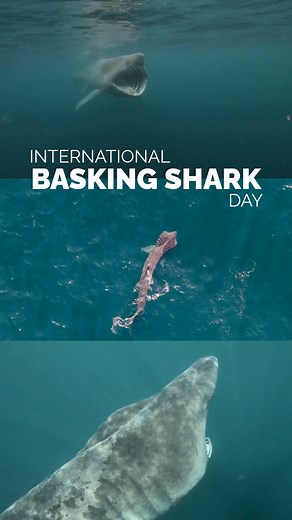 INTERNATIONAL BASKING SHARK DAY 📏🦈 These magnificent sharks are one of the iconic species with a huge history with the Shark Trust! The second largest fish in the ocean, and yet there is still so much unknown about them! You can help Basking Sharks in three ways: 💙 Adopt a Basking Shark 🤲 Donate to the Basking Shark Project 🔍 Submit your sightings of Basking Sharks via the Shark Trust App or Recording Hub #BaskingShark #InternationalBaskingSharkDay #Shark #Conservation #MarineLife #Nature |